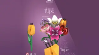 Einzelblume Tulpe