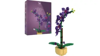 Orchidee im Topf